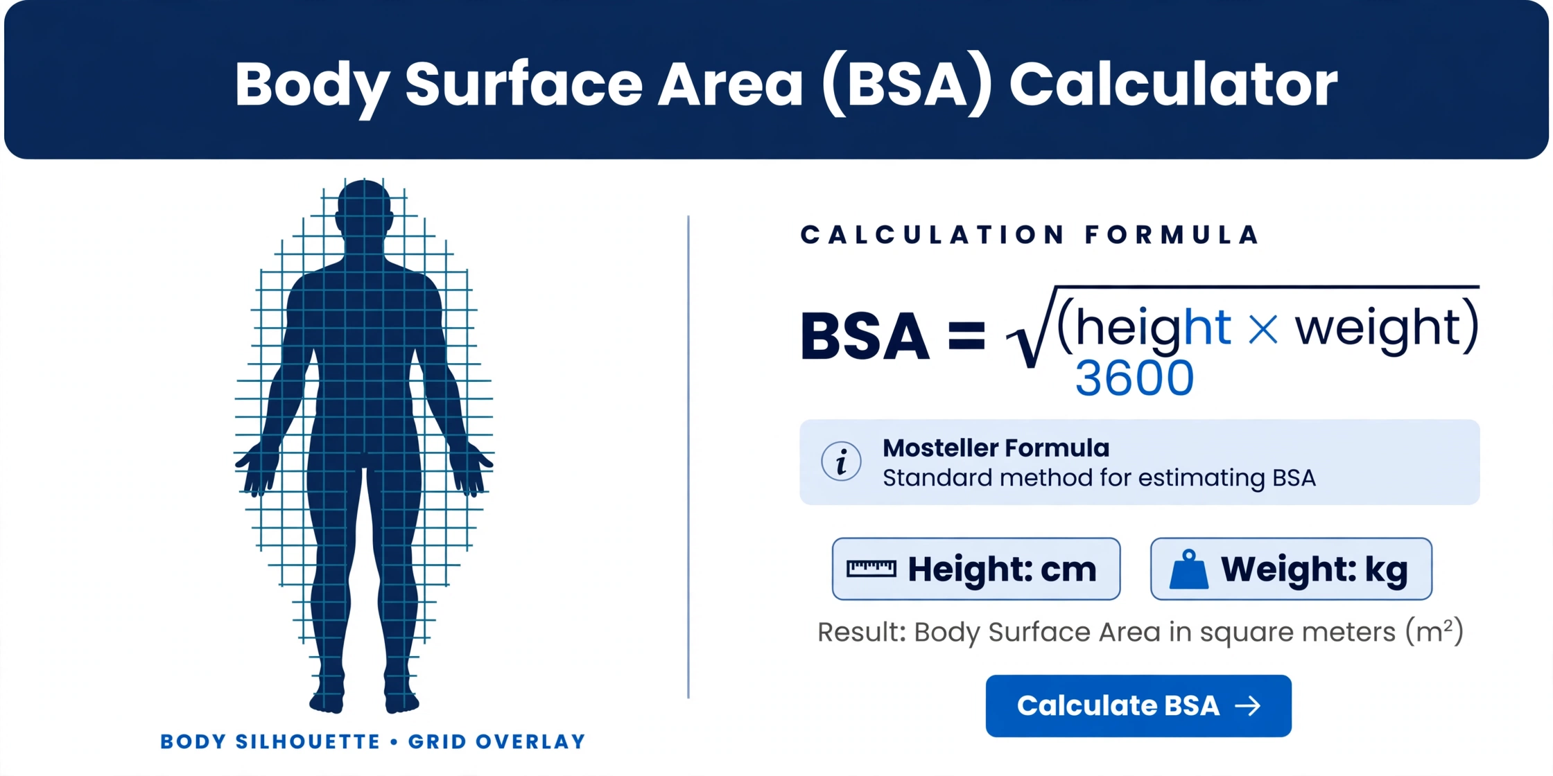 Body surface area (BSA) calculator concept showing a human silhouette with height and weight inputs converting to a BSA value in square meters