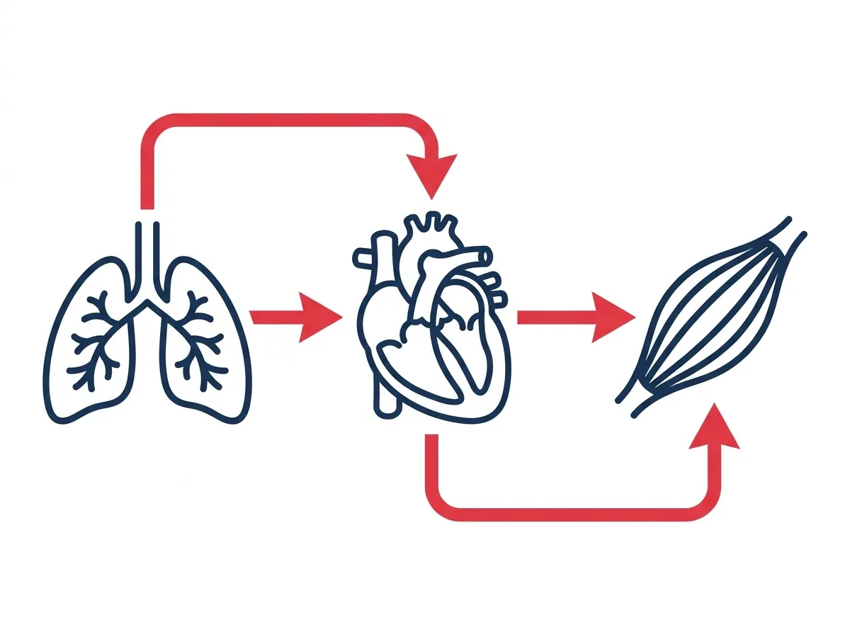oxygen transport pathway diagram